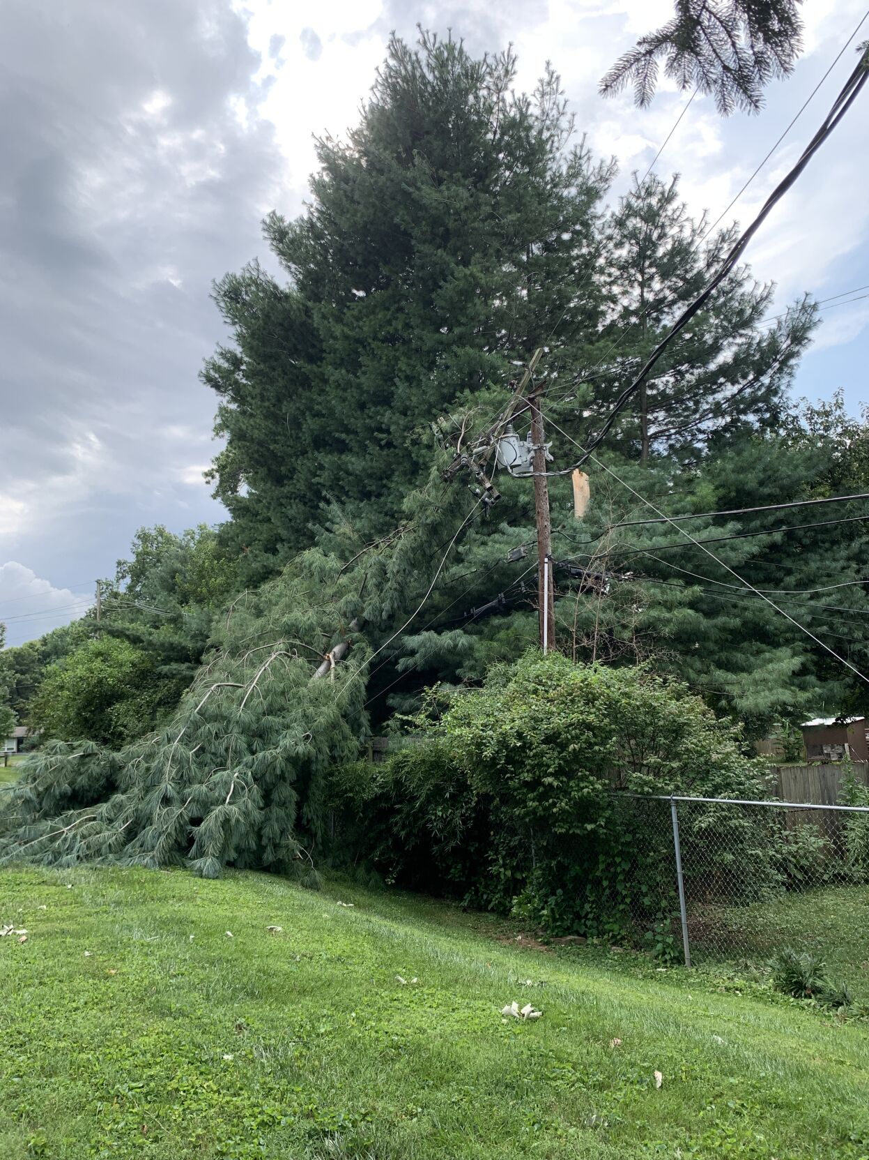 Tree fallen on power line
