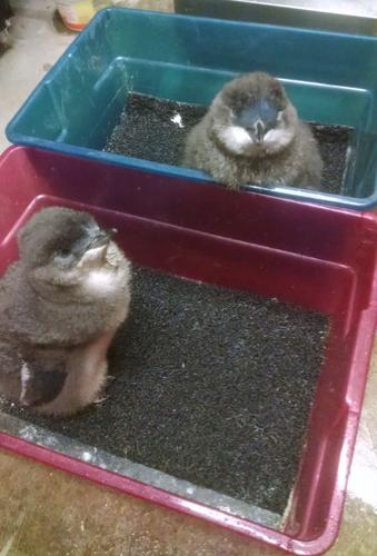 LOUISVILLE ZOO Little penguin chicks 4-1-19.jpg
