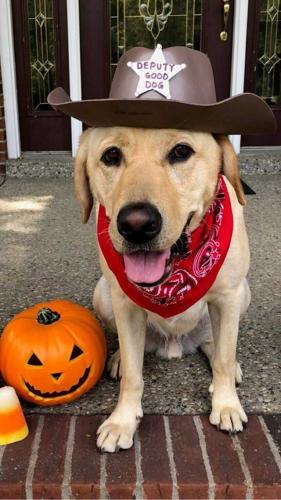 Zeke-Norton Children's Halloween dog costume contest.jpg