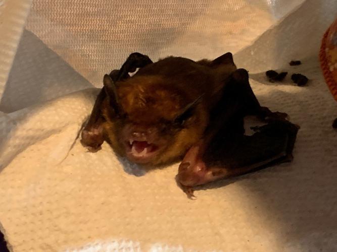 keith bat 4-8-20.jpg