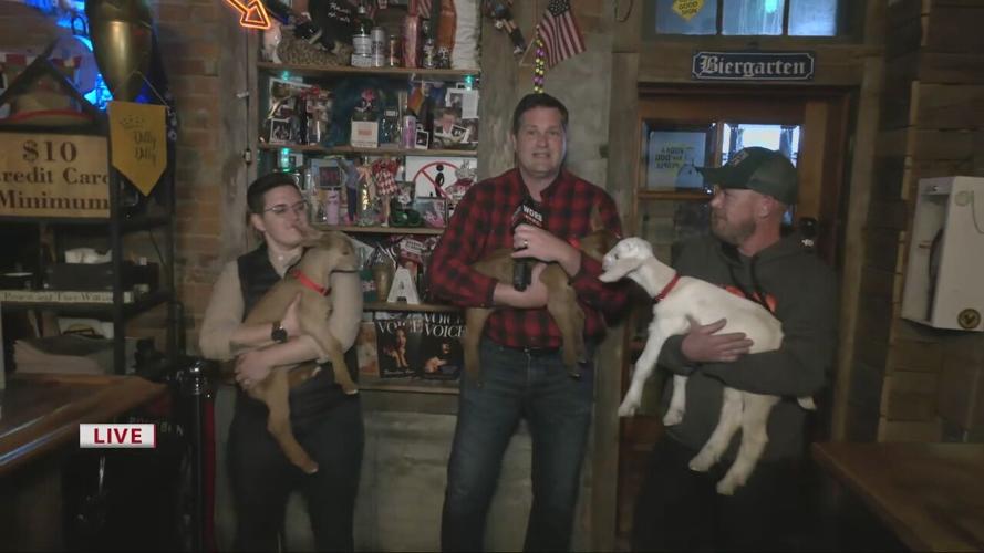 Baby goats at NuLu Bock & Wurst Fest