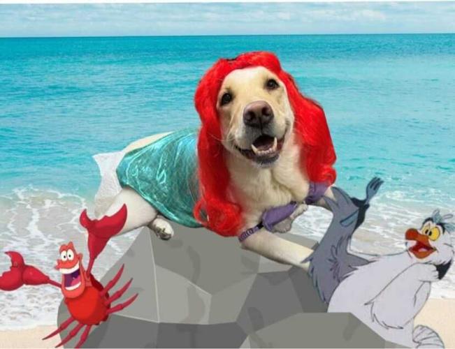 Yarie-Norton Children's Halloween dog costume contest.jpg