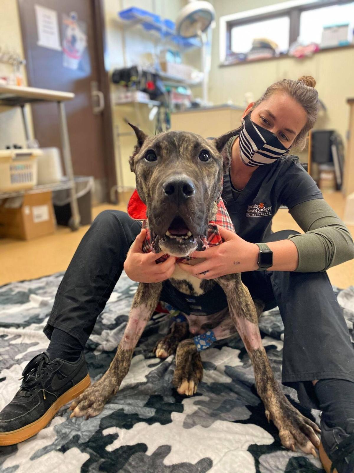 Ethan the dog is gaining weight and ready for the next step in his recovery News