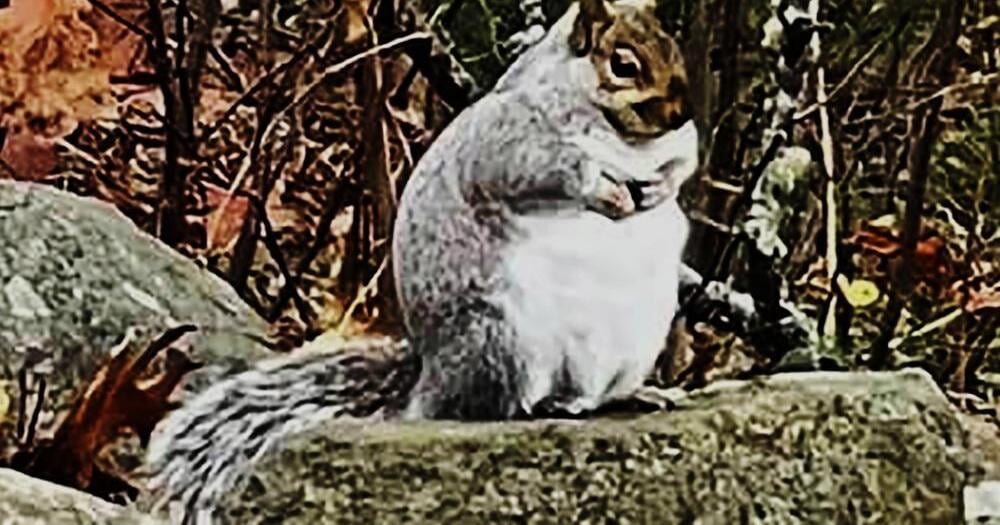 www.wdrb.com