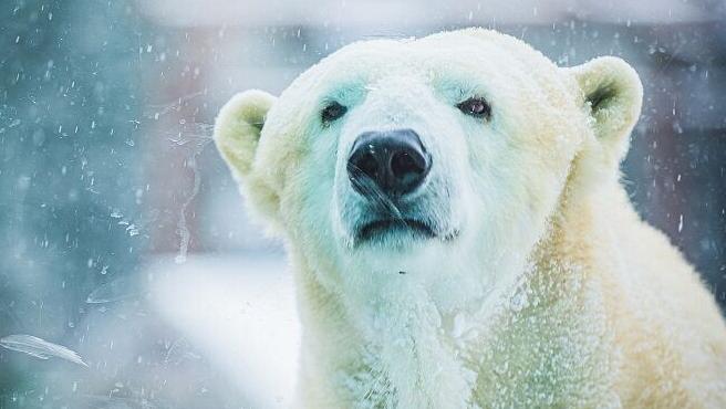 Qannik the polar bear at Lou. Zoo turns 13 - 1.11.24
