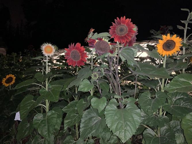 Yew Dell Gardens mixes Bourbon & Botanicals & Music for an entertaining summer