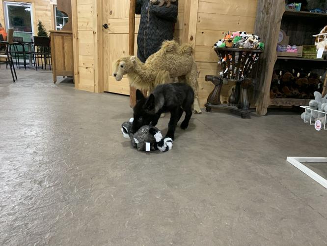 Wilstem Wildlife Park (72).JPG