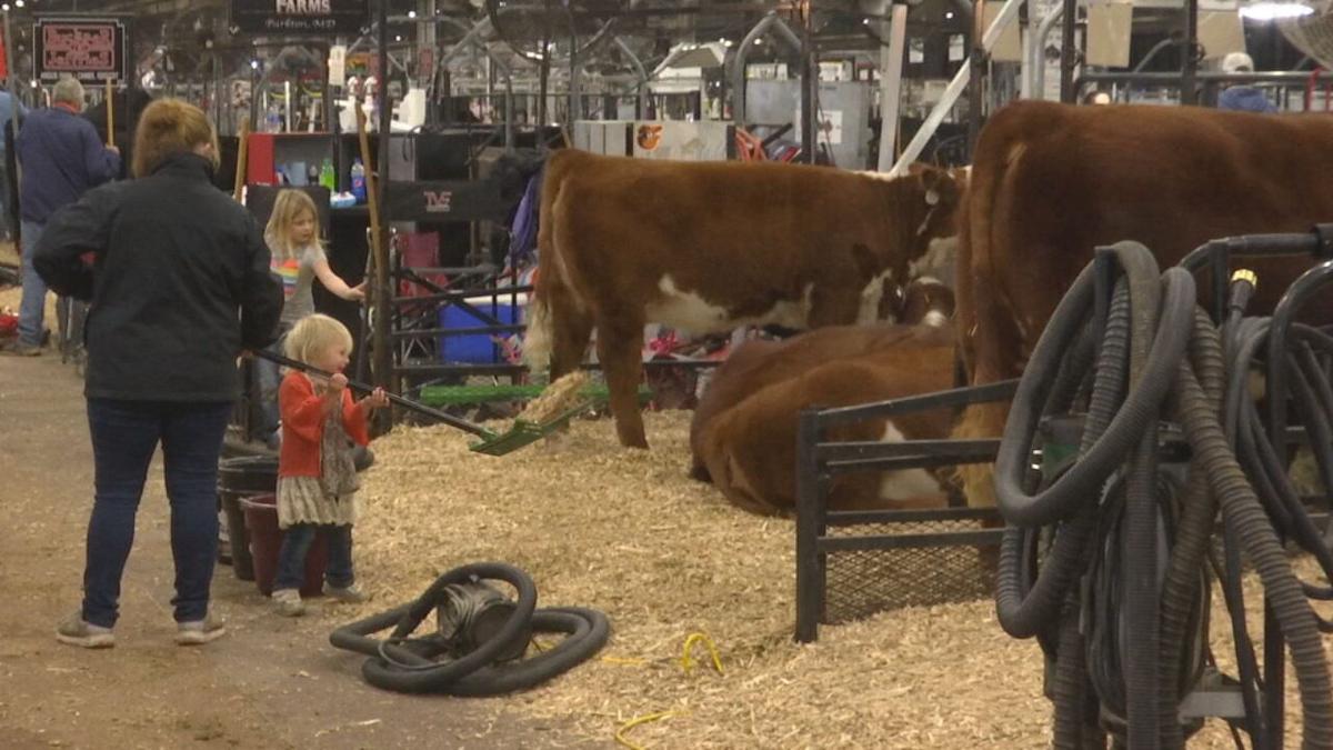 North American Livestock Expo keeps 'tradition' alive with pandemic