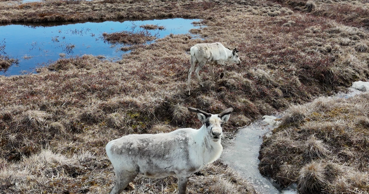 NASA Study Reveals Hidden Stage of Arctic Freeze