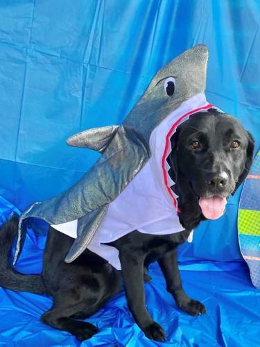 Pepper-Norton Children's Halloween dog costume contest.jpg