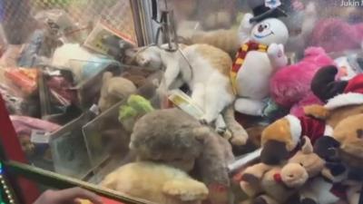Sleepy cat naps on stuffed toys after getting trapped in arcade claw machine