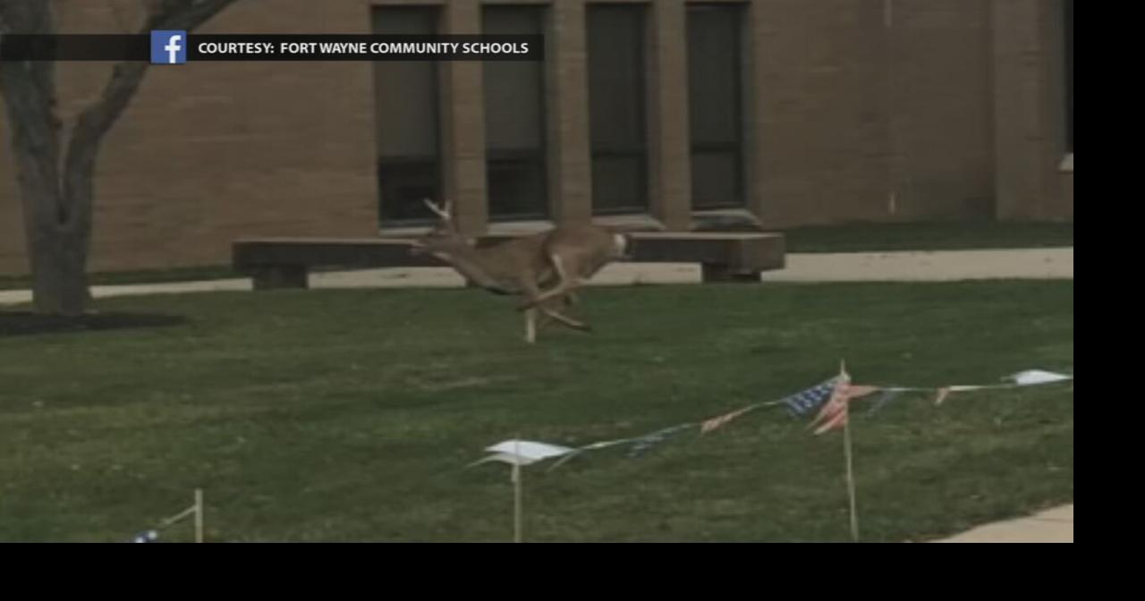 Deer breaks into Fort Wayne school