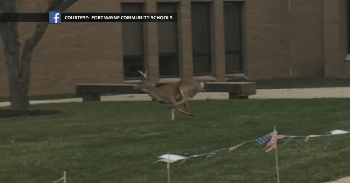 Deer breaks into Fort Wayne school