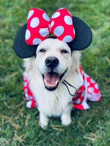 Juno-Norton Children's Halloween dog costume contest.jpg