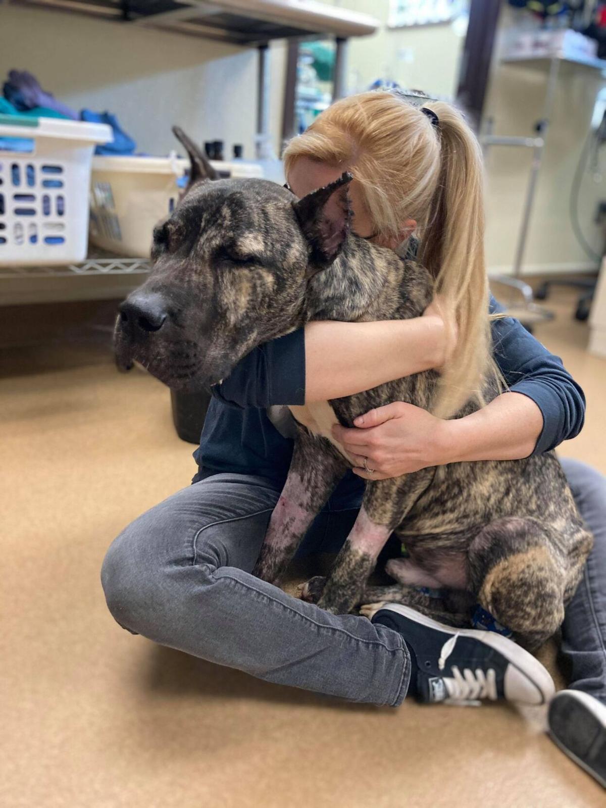 Ethan the dog is gaining weight and ready for the next step in his recovery News