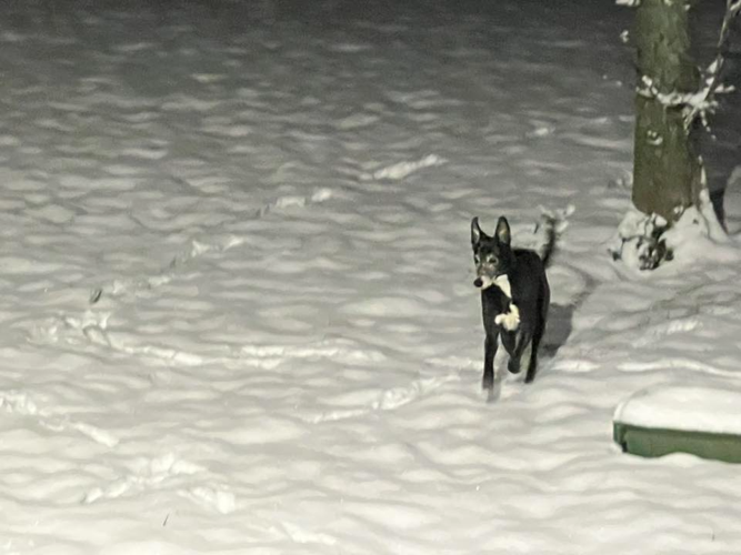 Spencer County Dog in Snow
