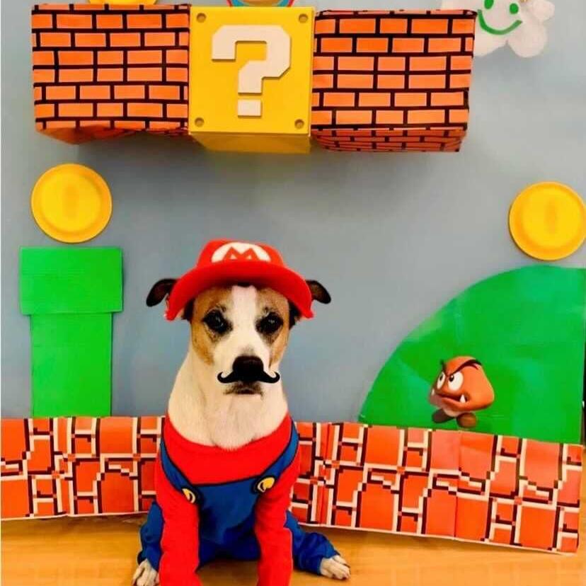 Chattanooga Now Events - Dog Costume Contest and HES