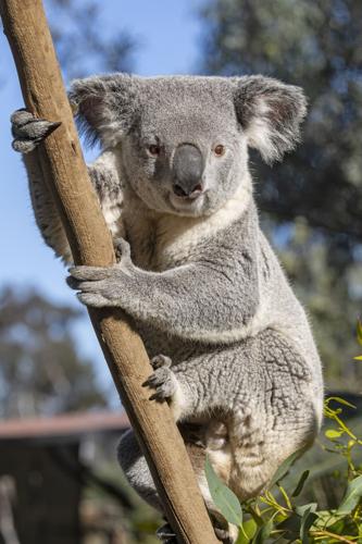 1 of 2 koalas coming to Louisville Zoo - 5.30.24