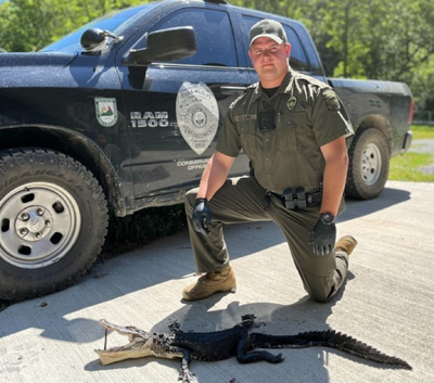 Illegal Alligator in Harlan County