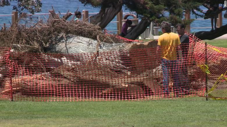 THE LORAX - TREE THAT INSPIRED THE SEUSS BOOK - VIA CNN.jpg