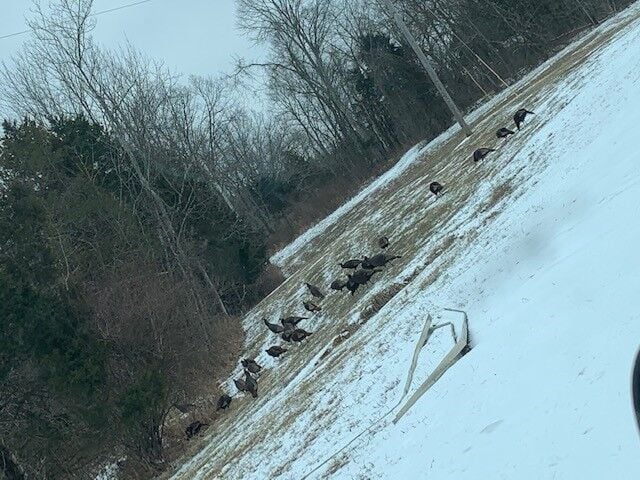 Turkeys enjoy snow in Oldham-Trimble County