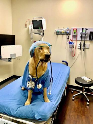 Dunkin-Norton Children's Halloween dog costume contest.jpg