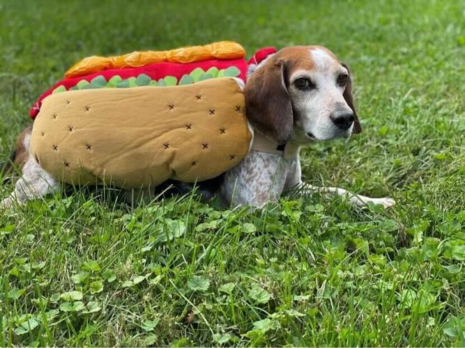 Doc-Norton Children's Halloween dog costume contest.jpg