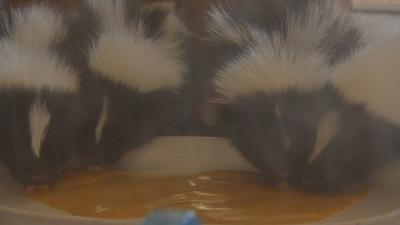 Second Chances Wildlife Center opens doors for annual Wildlife Baby Shower