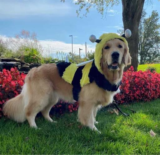 Edie-Norton Children's Halloween dog costume contest.jpg