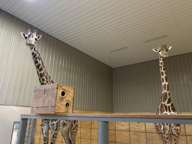 Wilstem Wildlife Park