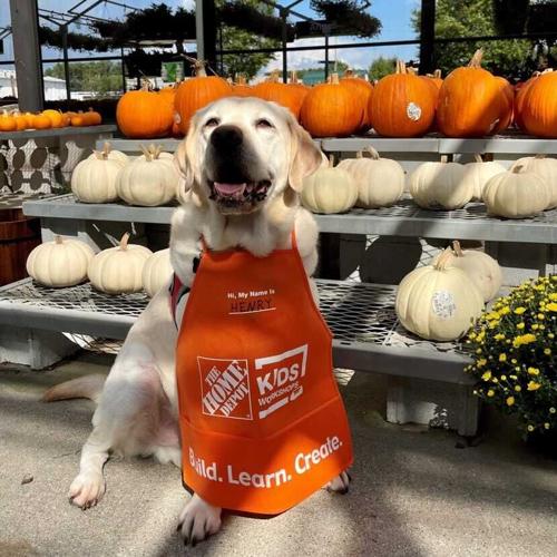 Henry-Norton Children's Halloween dog costume contest.jpg