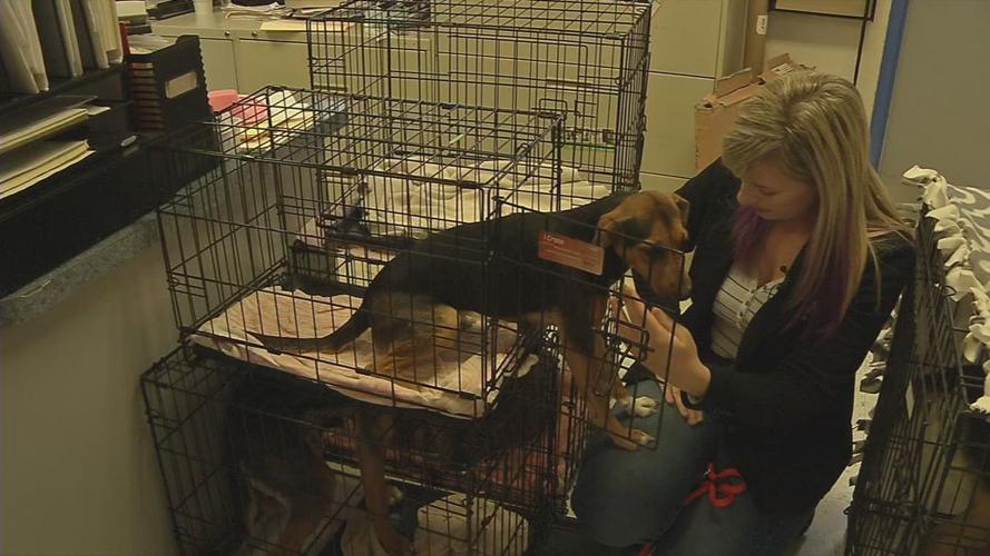 animal shelter flooding 4