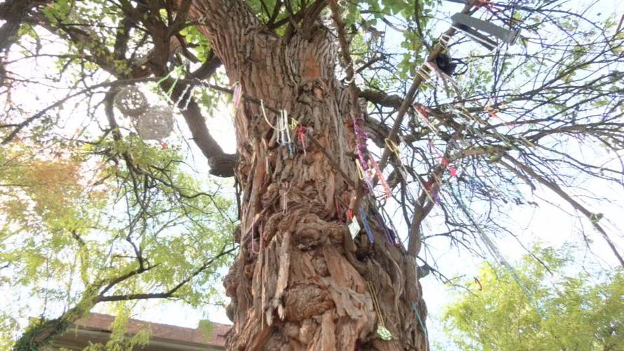 Old Louisville witches tree
