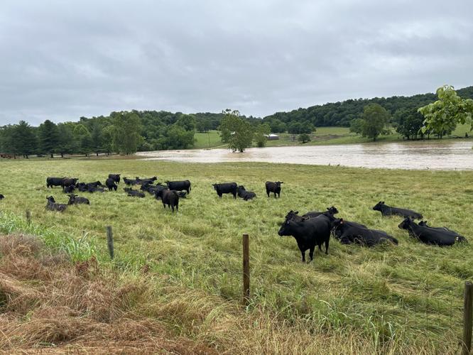 LANESVILLE FLOODING - COWS ON HIGHER GROUND 6-9-26
