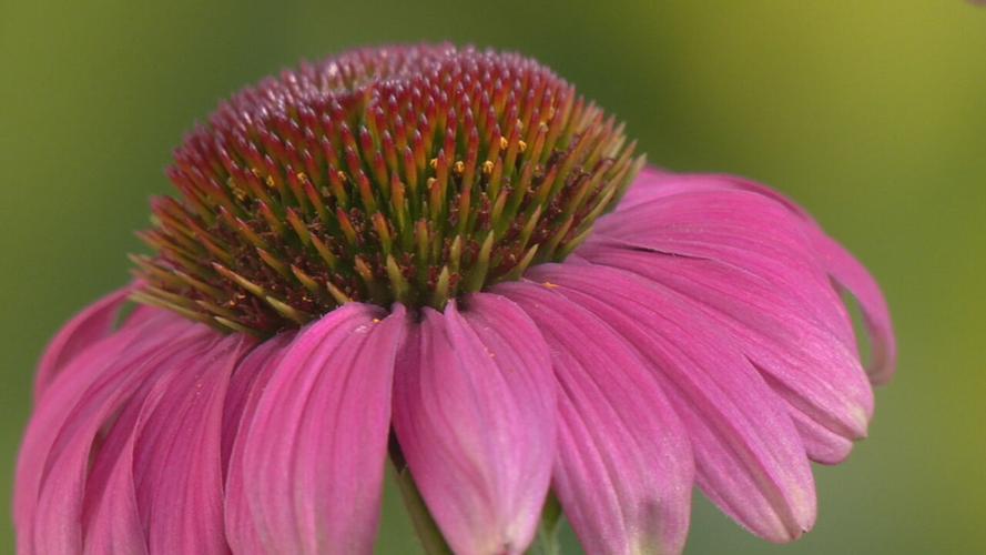 Coneflower