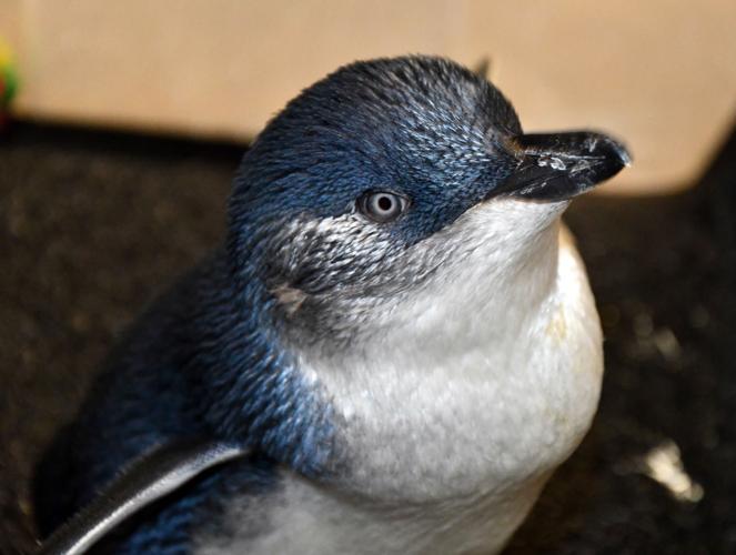 LOUISVILLE ZOO PENGUIN Pearl 4-1-19.jpg