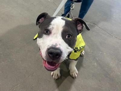 Hammer's Lou Adopts event 2.jpg