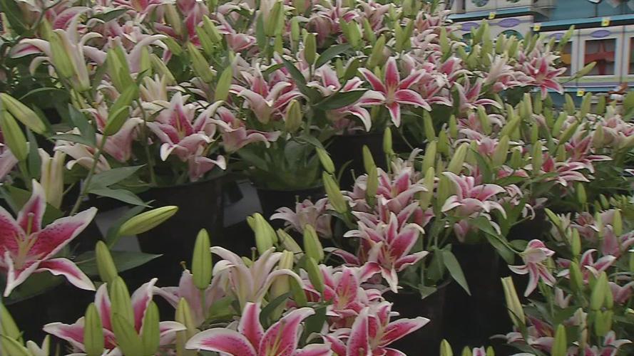 KROGER MAKING LILY GARLAND FOR OAKS - FILE 2018 (2).jpg