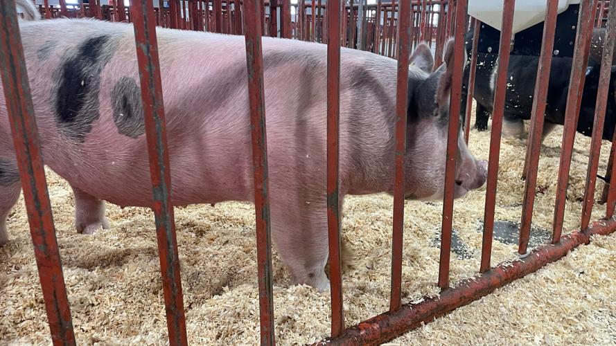 Kentucky Stare Fair Changeover Day