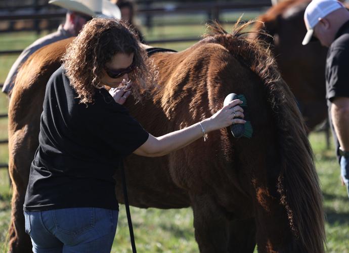 Meet the Horses