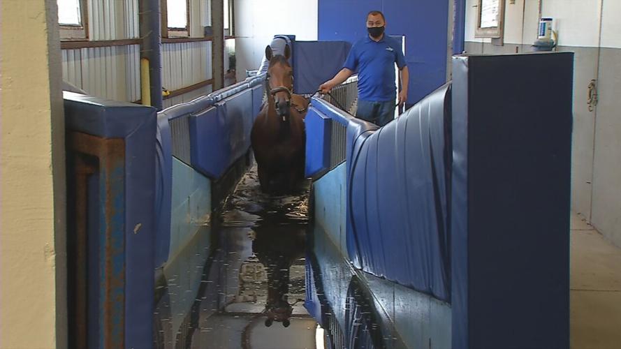 Horse standing in cold salt water