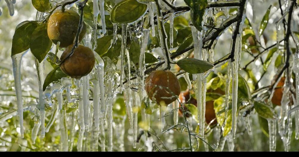 Ice clings to oranges in a grove in Plant City, Florida.jpeg |  | wdrb.com->回答 5 件