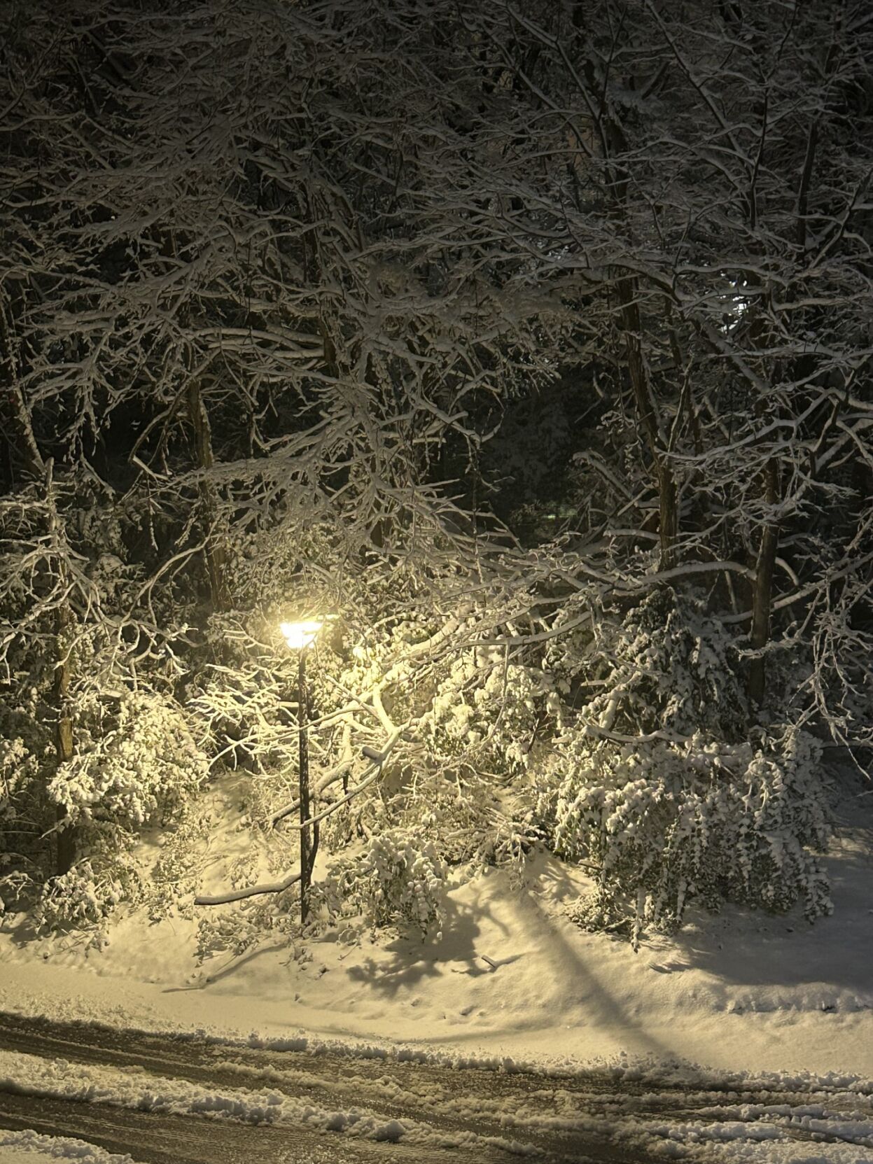 Clifton Heights snow 12.02.2025.jpg