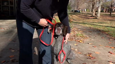 OLDHAM COUNTY - COYOTE ATTACK 11-12-2024.png