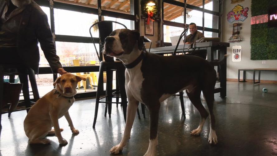 PG&J's Dog Park Bar mystery dog illness precautions