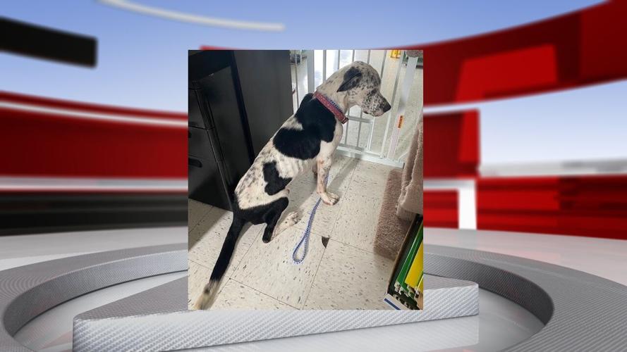 Dewey the dog rescued from cave.jpg