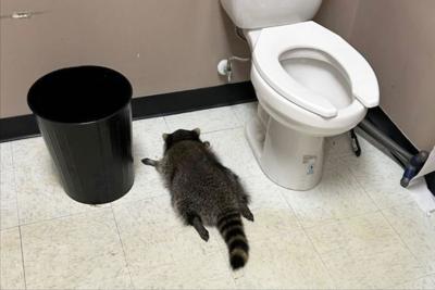 Virginia Drunk Raccoon
