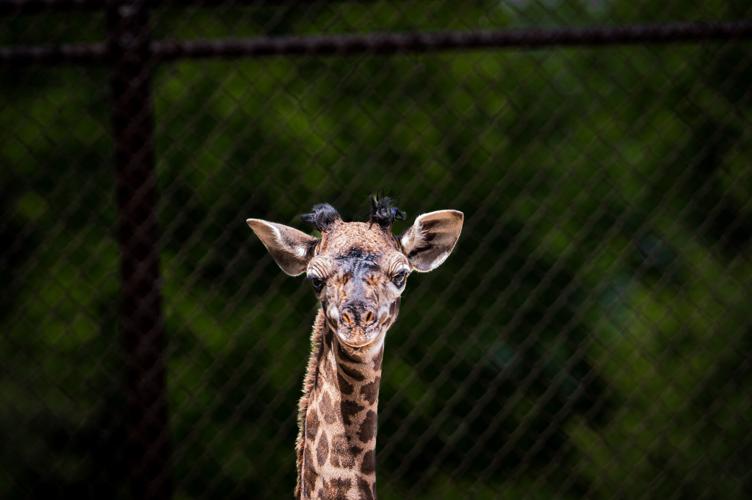 Louisville Zoo giraffe calf Silvia