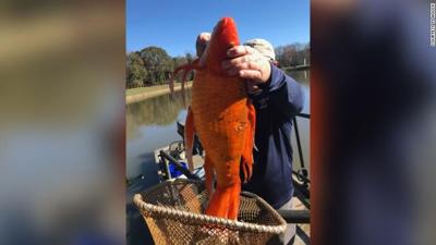 9 pound goldfish 12-9-20.jpg
