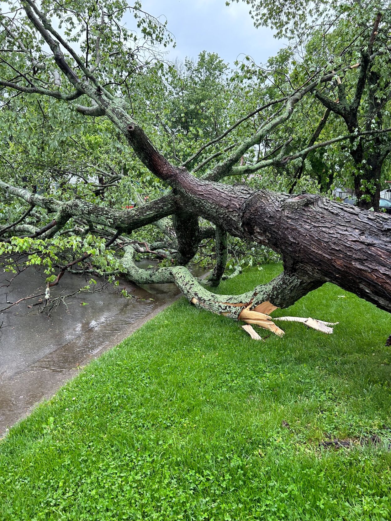 New Albany storm damage.jpg